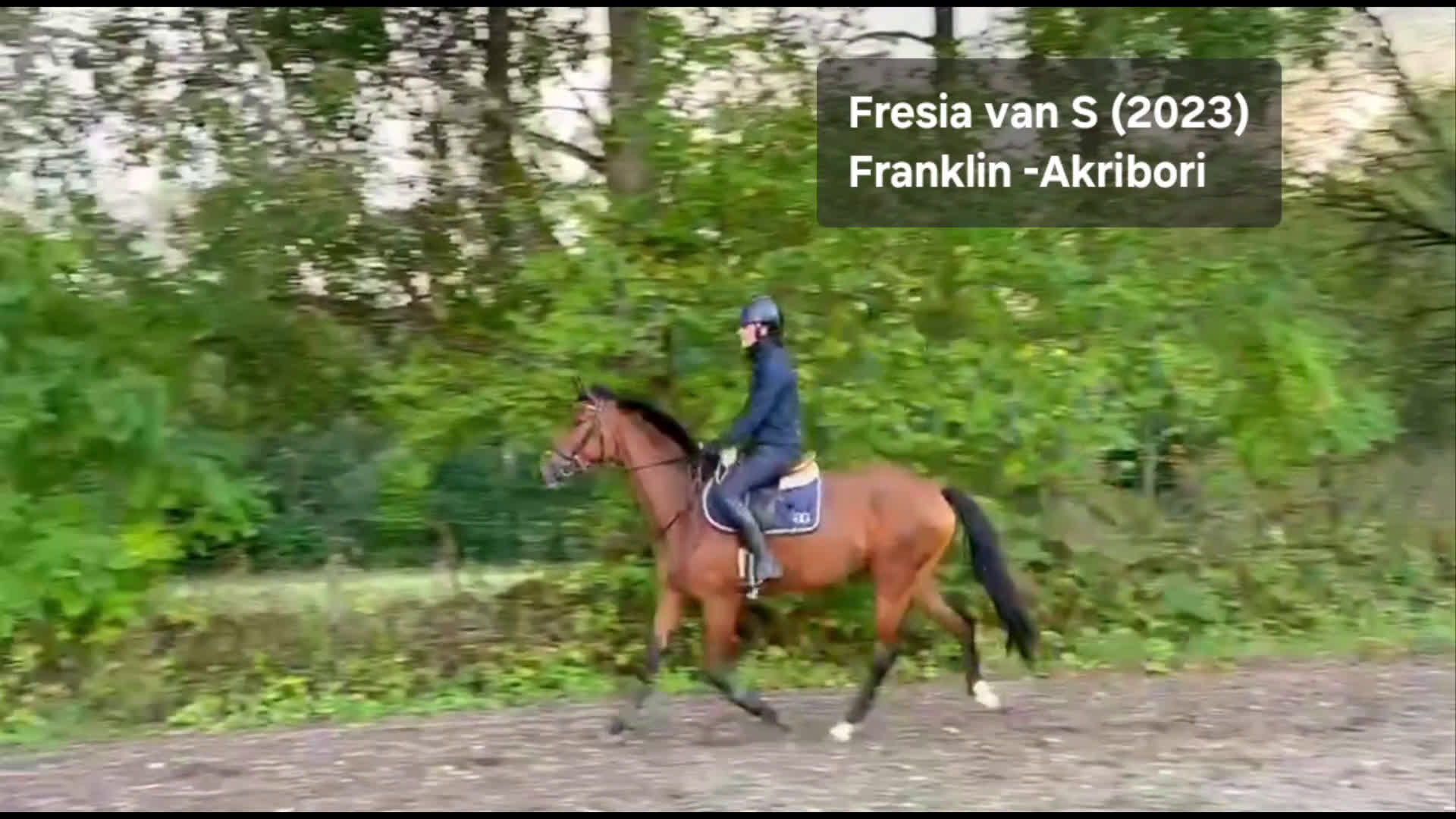 Dressyr hästar till salu: Vackert gångartssto - Video 2