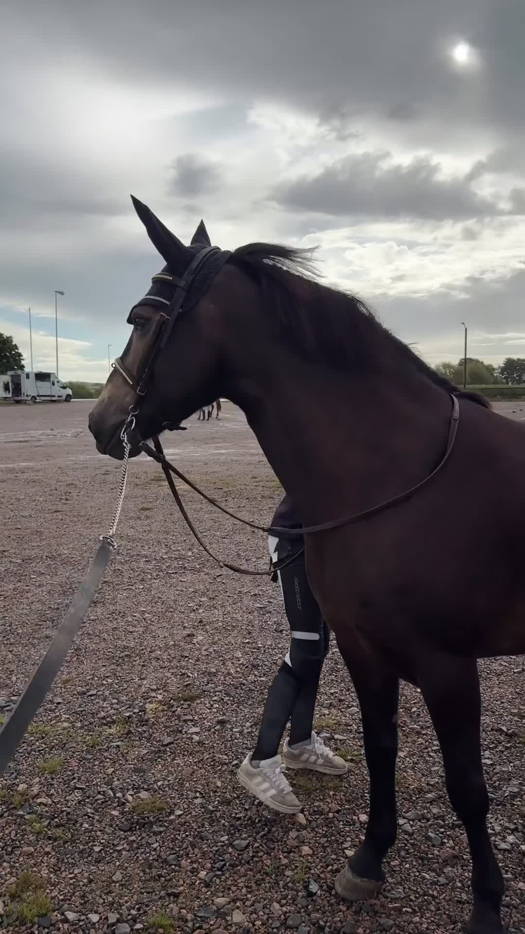 Hoppning hästar till salu: Försiktigt sto med hjärta av guld! - Video 3