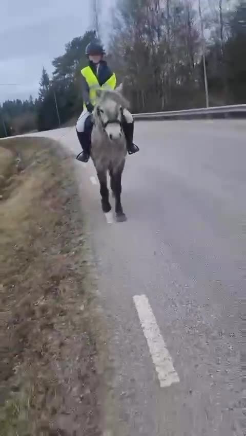 Allround hästar till salu: Sött Svenskfött Connemarasto - Video 5