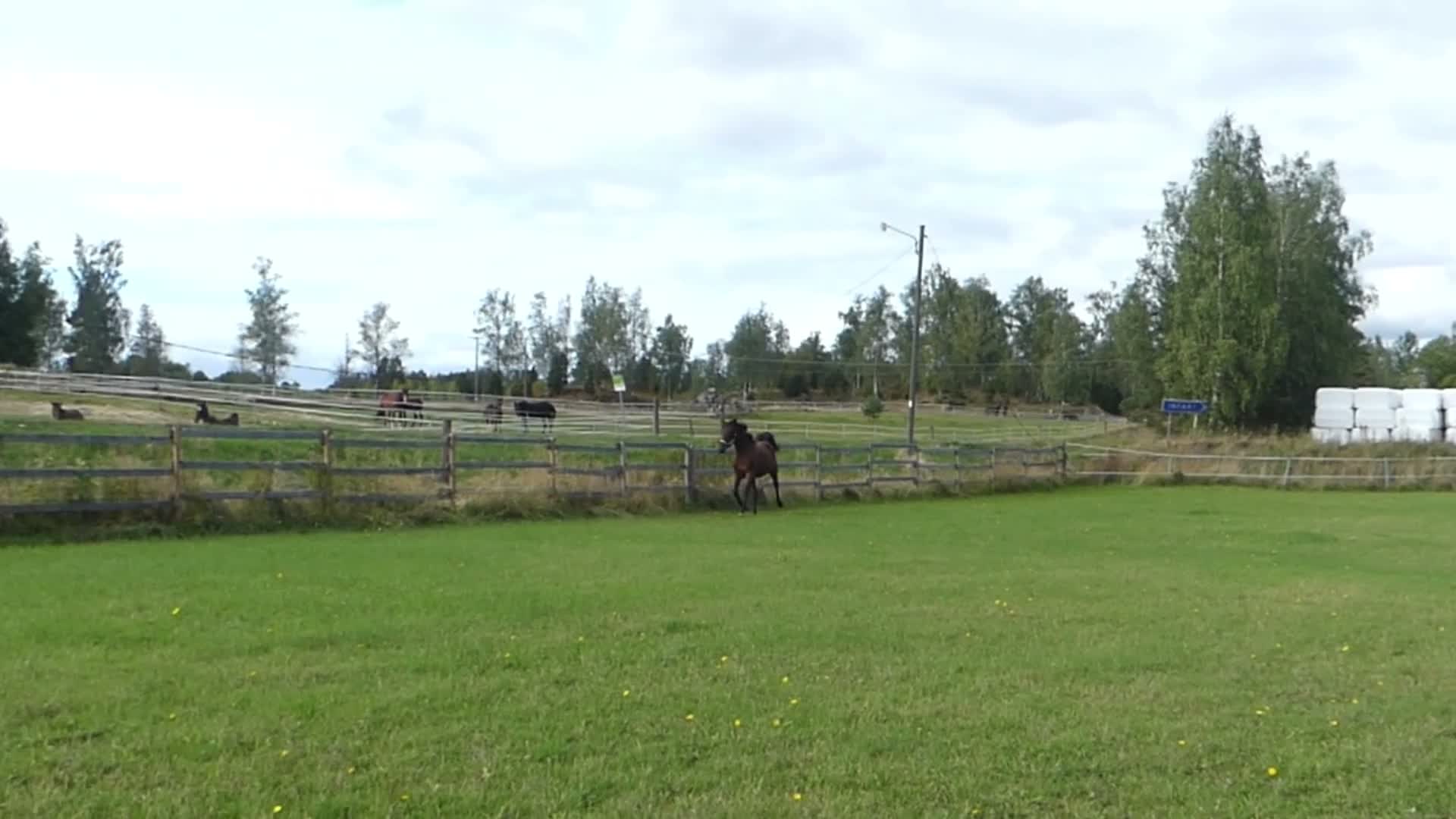 Trav hästar till salu: Ettårssto e. Flocki d'Aurci - Video 1