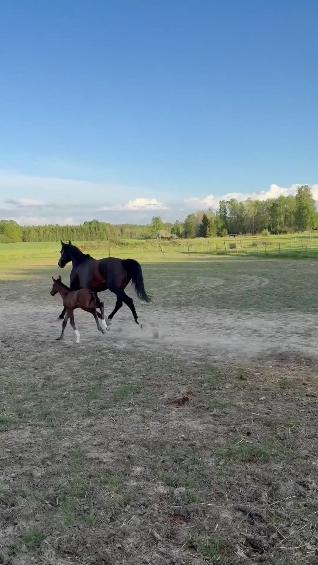Avelshästar hästar till salu: Fint Avelssto - Video 1