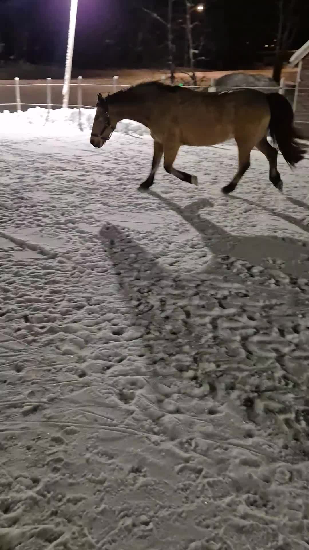 Hoppning hästar till salu: Guldponnyn - Video 1