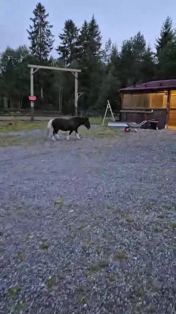 Övrigt hästar till salu: Lugn och snäll shetlandsponny sto  🐴❤️ - Video 1