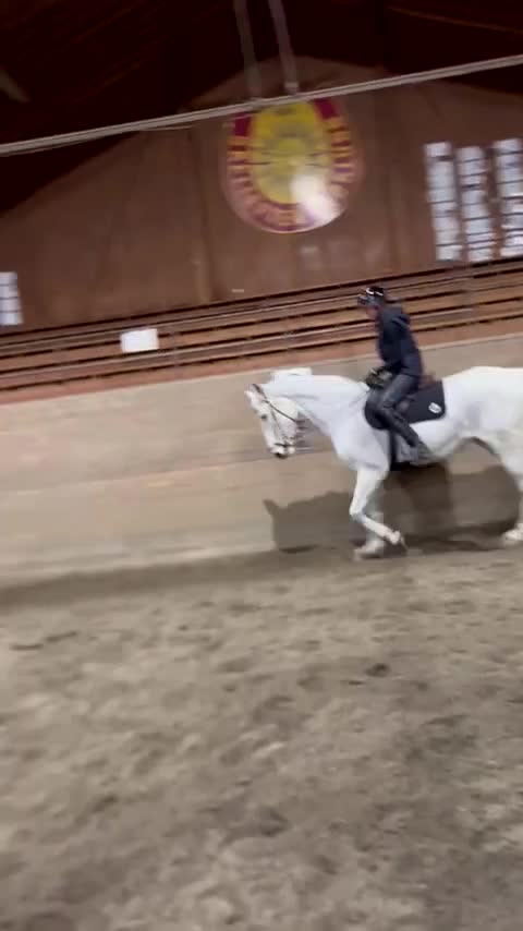 Allround hästar till salu: perfekt första storhäst!  - Video 2