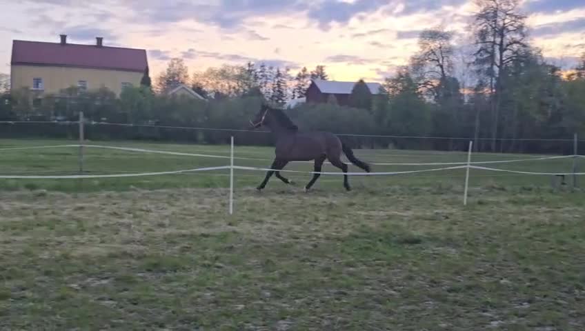 Dressyr hästar till salu: Tjej med Swung! - Video 1