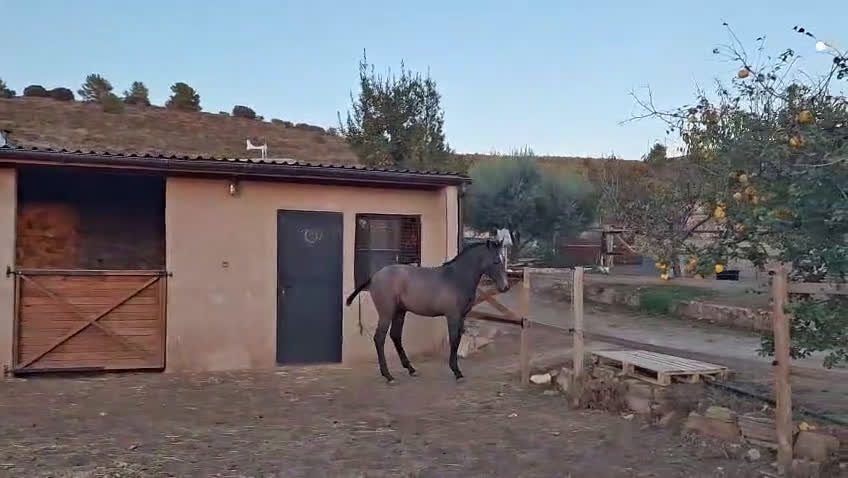 Allround hästar till salu: Fantastiskt trevlig PRE hingstföl! i Padul - Video 2