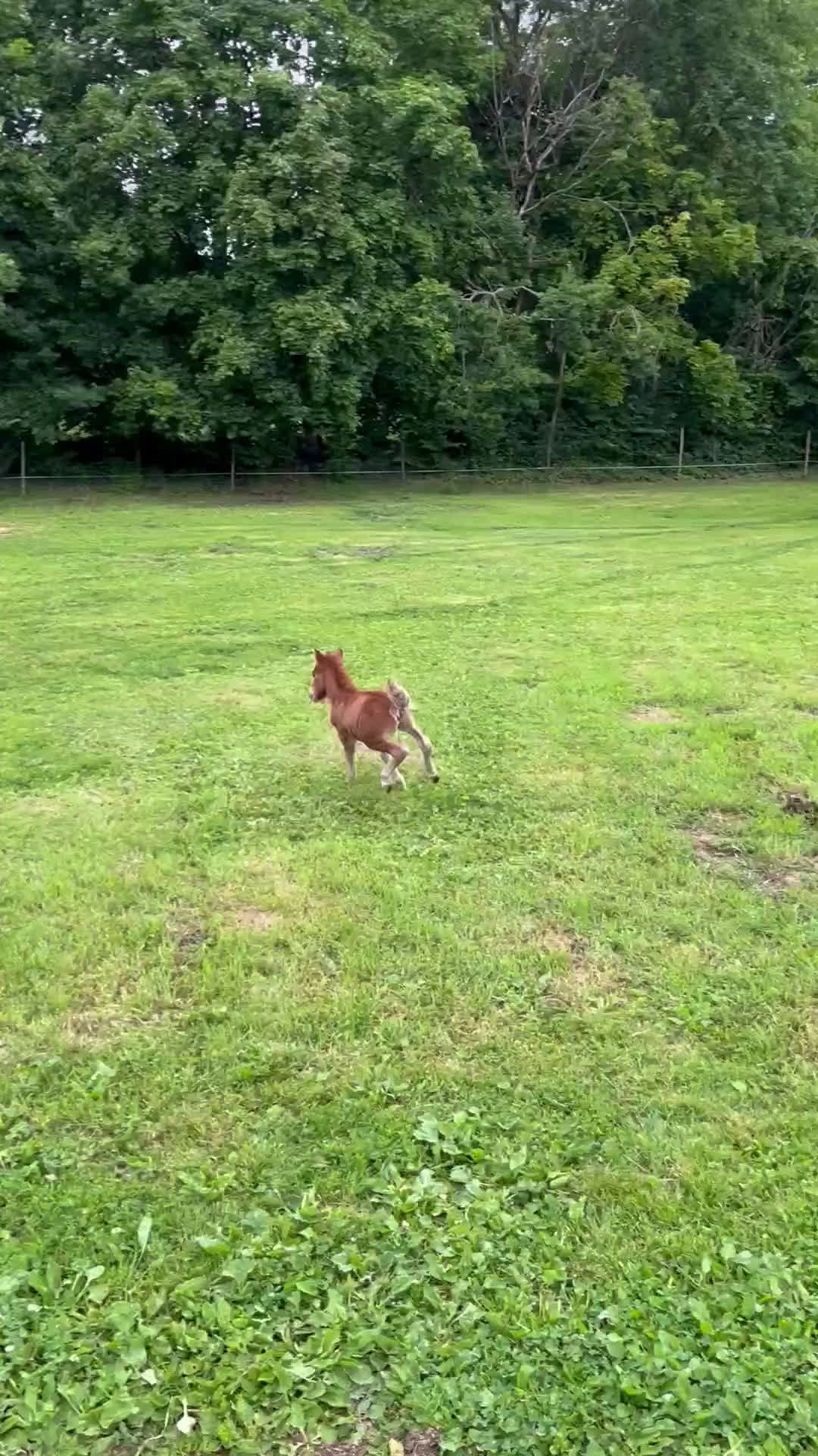 Allround hästar till salu: Söt shettis sto söker nytt hem i Arboga - Video 1