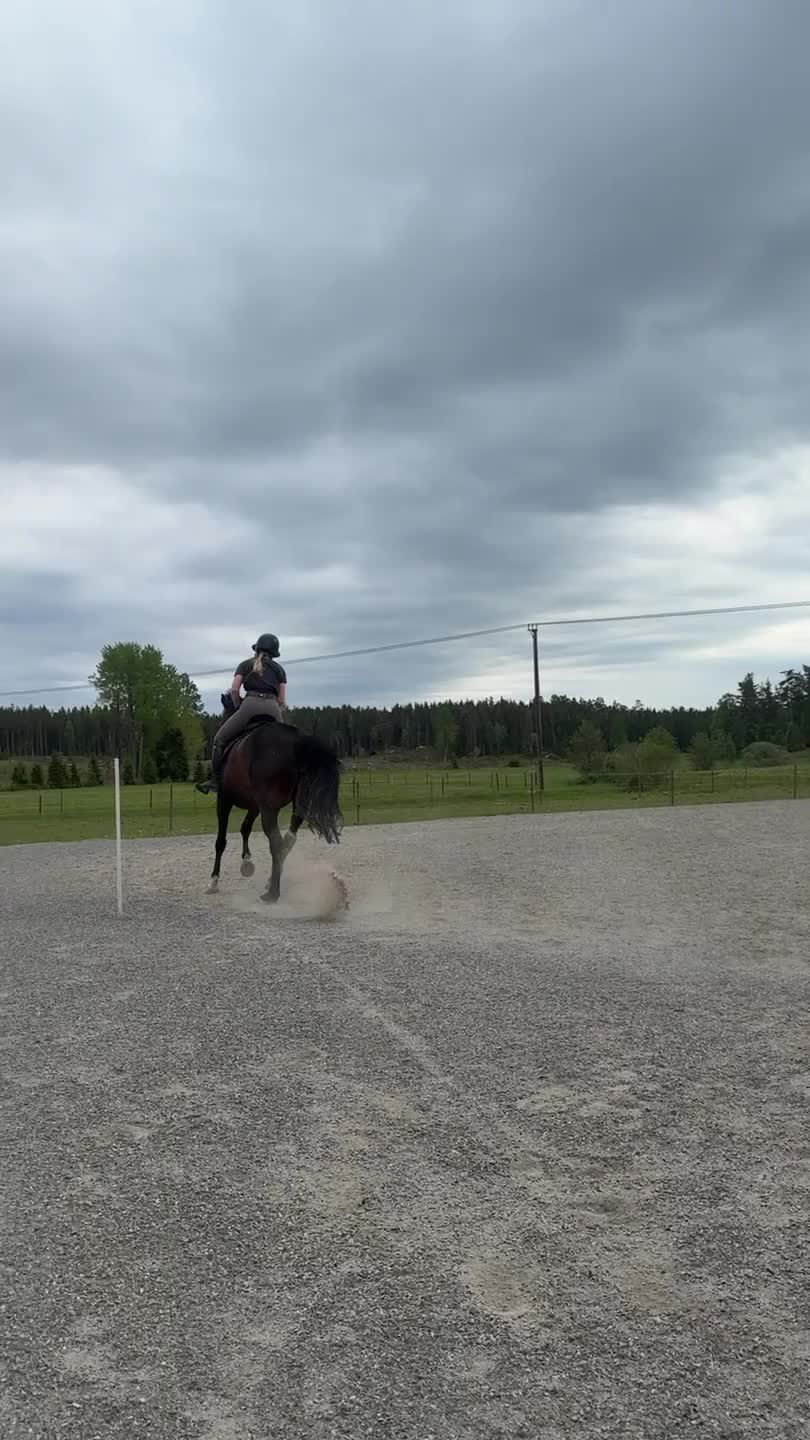 Dressyr hästar till salu: Bästa vän säljes - Video 2