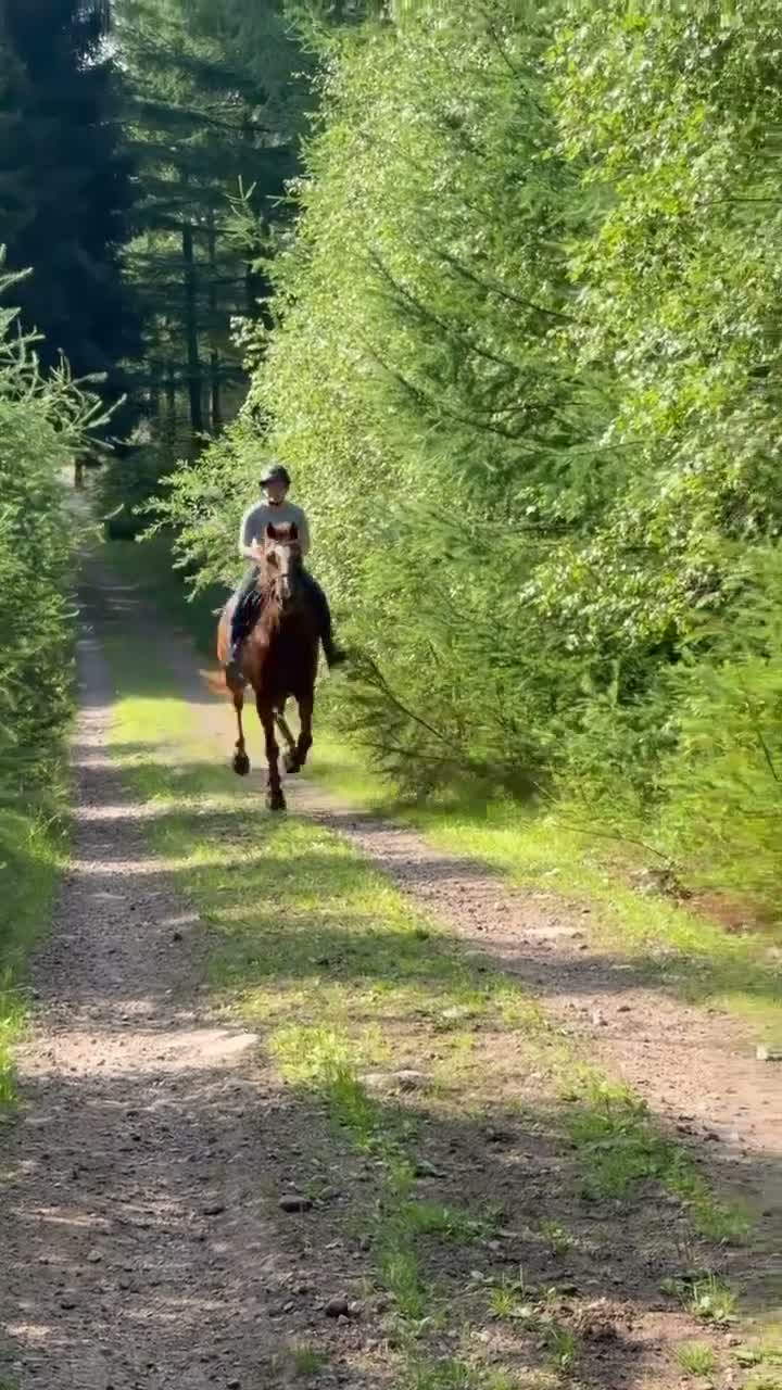 Allround hästar till salu: Framåt, pigg och lyhörd tjej - Video 2