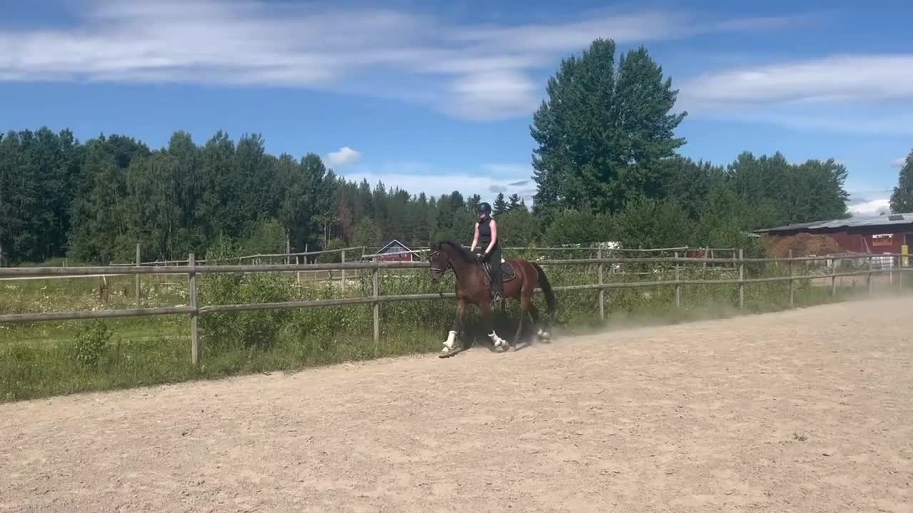 Dressyr hästar till salu: Lovande unghäst! - Video 2