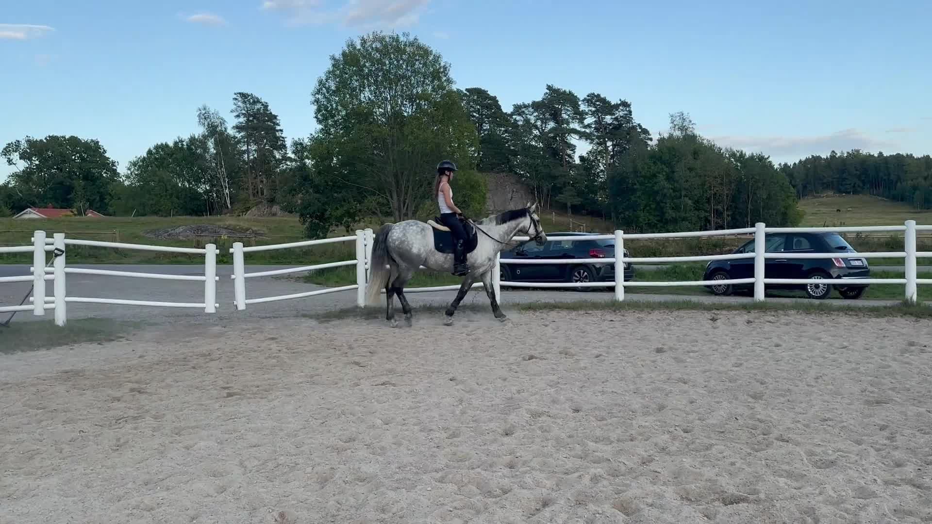 Hoppning hästar till salu: ❤️ Charlie – en ponny mycket kapacitet❤️ - Video 3