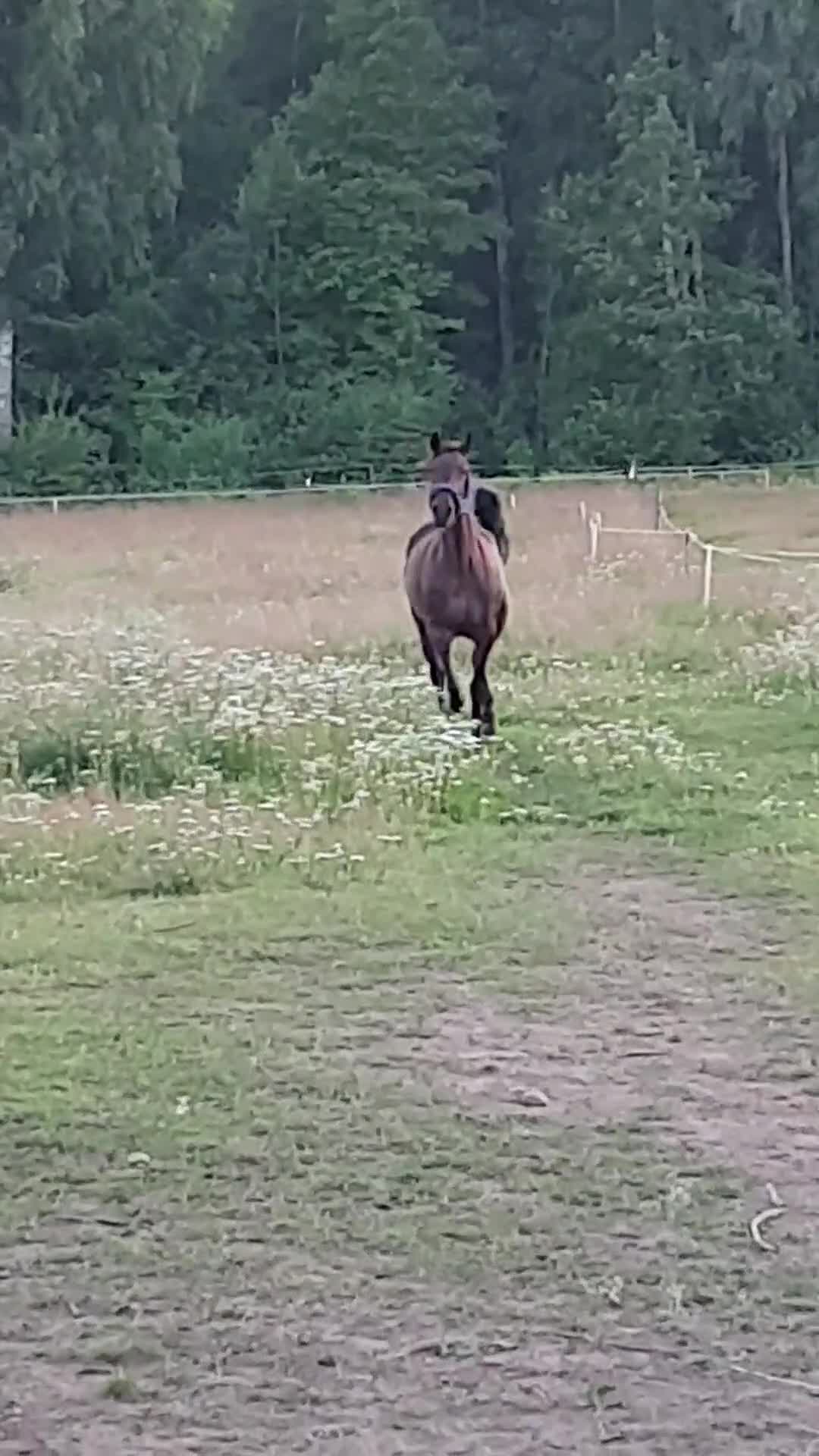 Sällskap hästar till salu: Sällskapshäst / Avelssto till salu  - Video 1