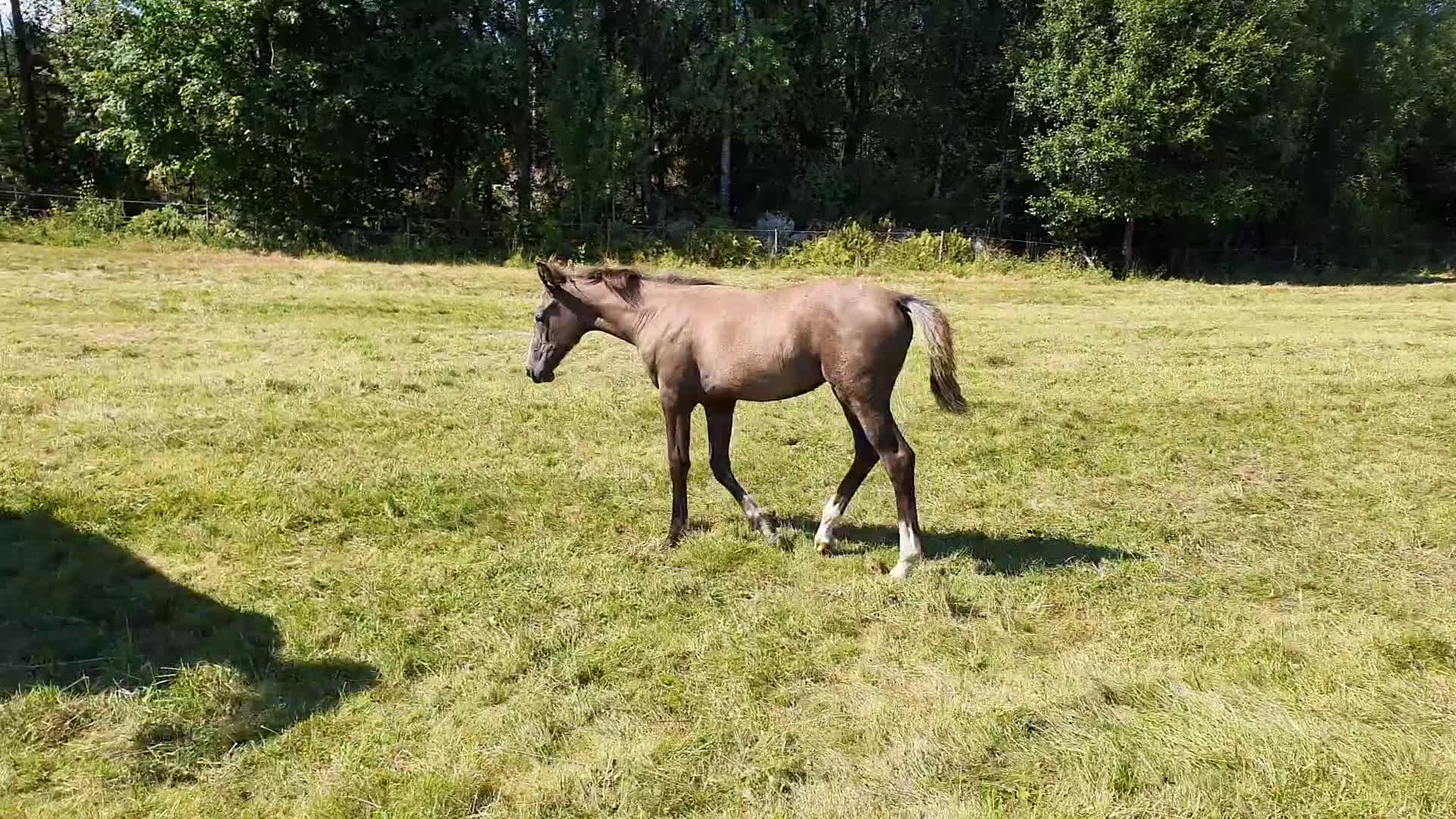 Hoppning hästar till salu: Hoppföl x3 säljes- Svårklassmöderne & Elithingstar i Lammhult - Video 1