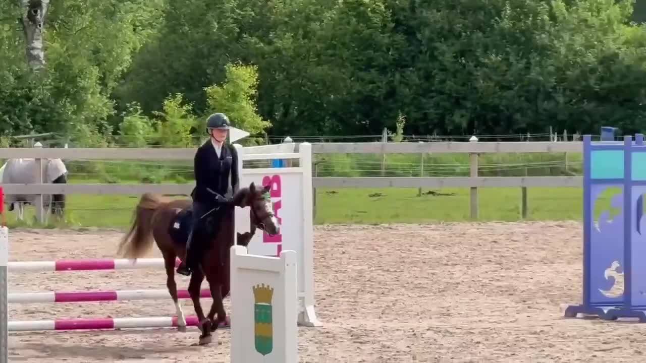 Hoppning hästar till salu: Drömponny för de höga klasserna!💥 - Video 3