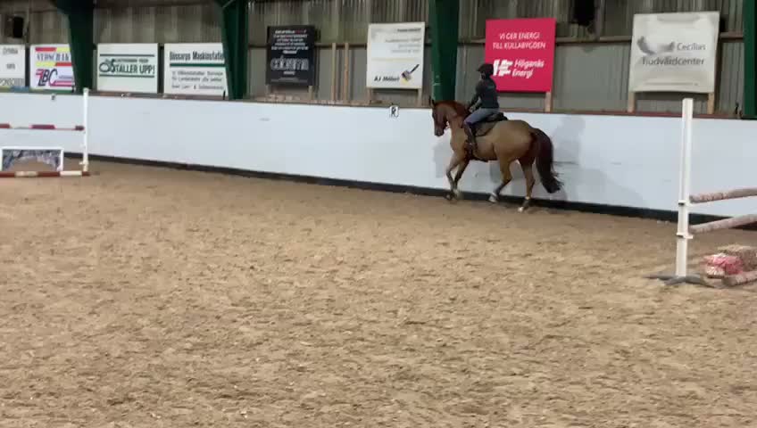 Hoppning hästar till salu: Underbart stoföl! - Video 3
