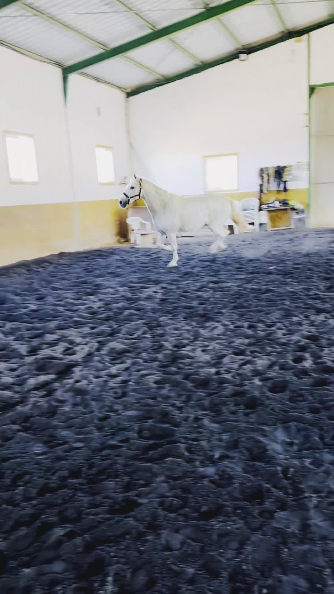 Dressyr hästar till salu: Vacker PRE valack i Conil de la Frontera - Video 3