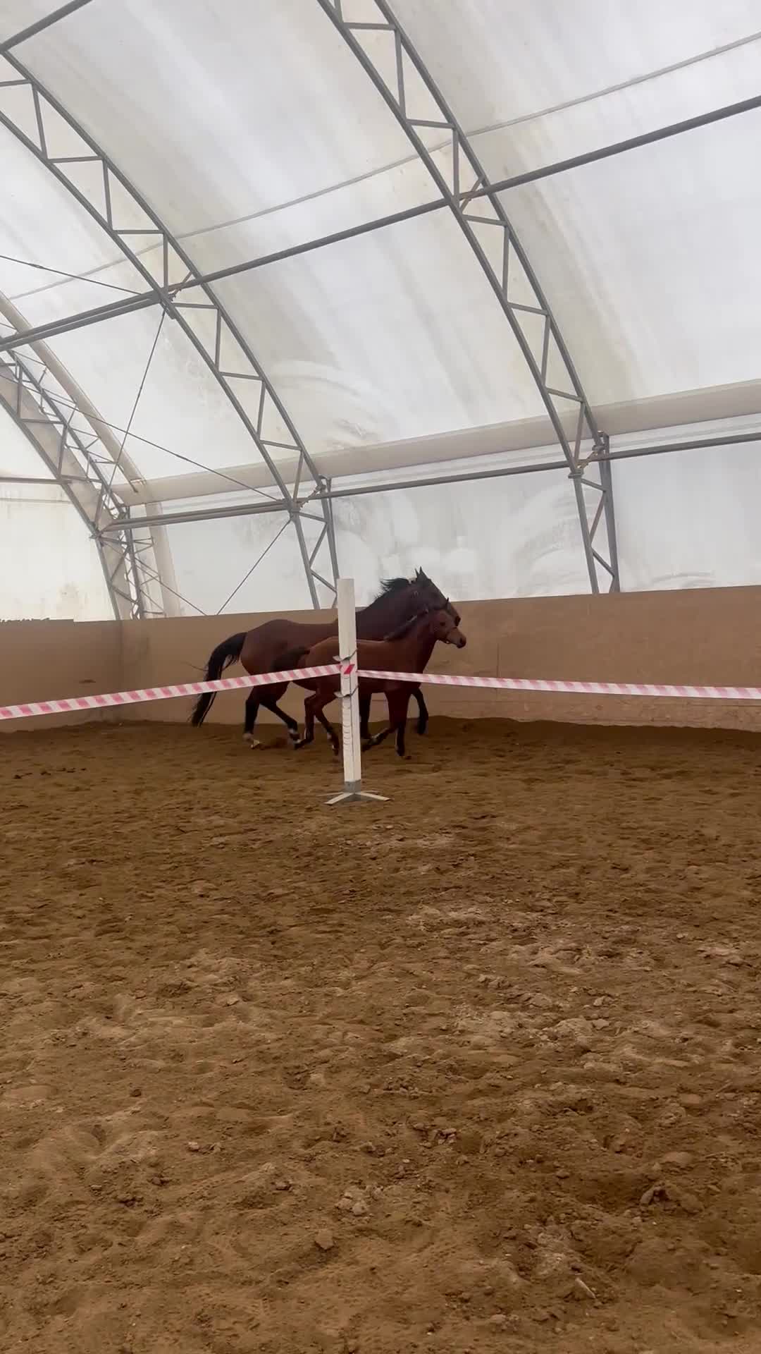 Hoppning hästar till salu: Häftigs sto med studs i - Video 1