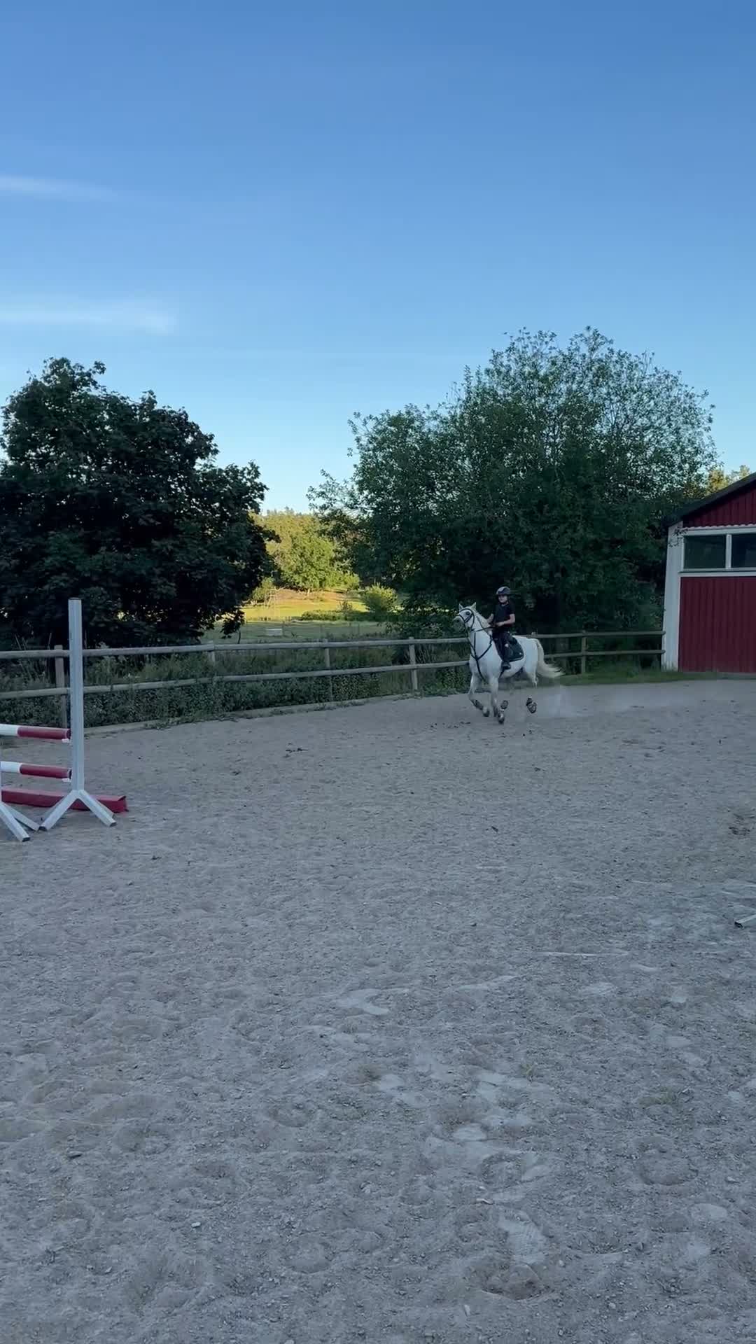 Hoppning hästar till salu: Irländsk super maxad b-ponny! i Västervik - Video 4