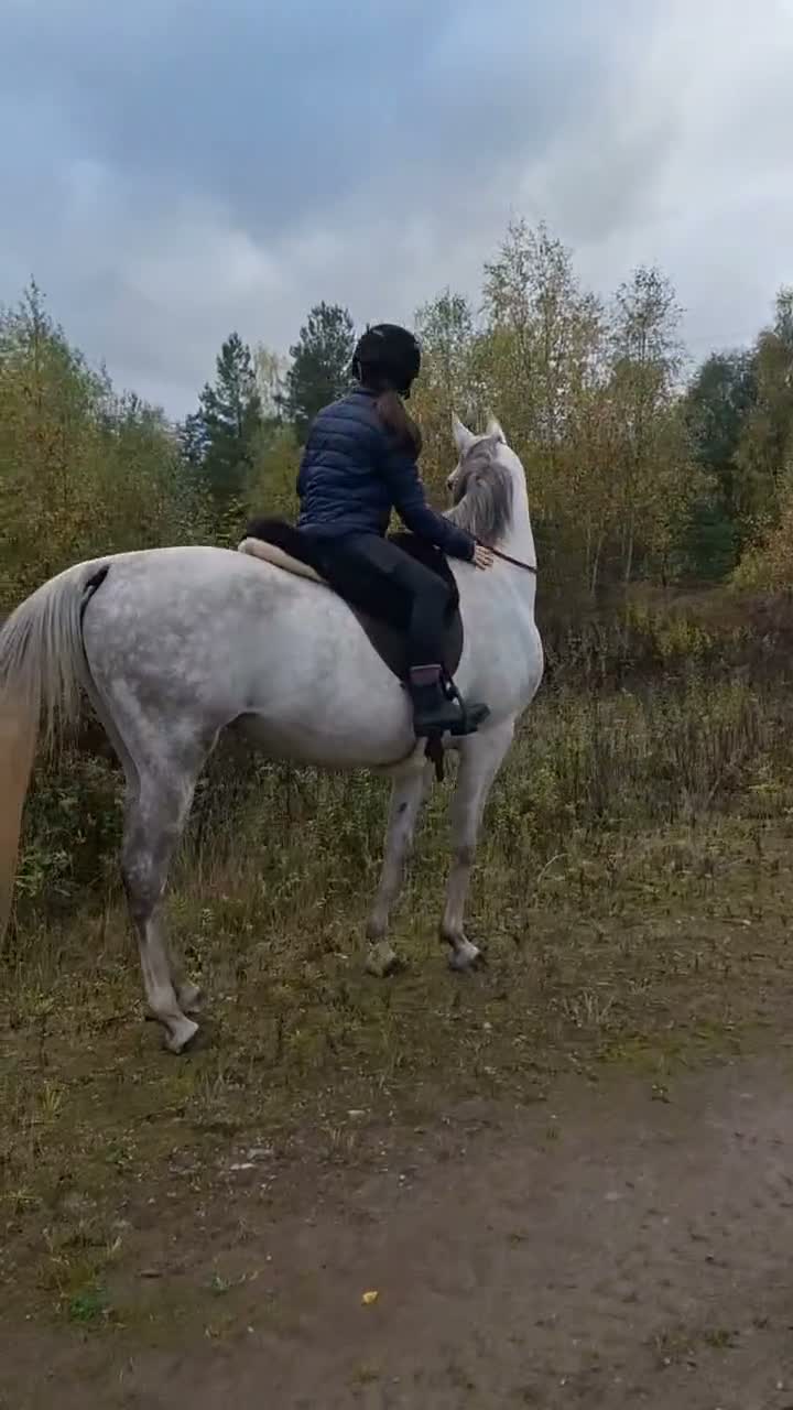 Allround hästar till salu: Underbara Yama - Video 1