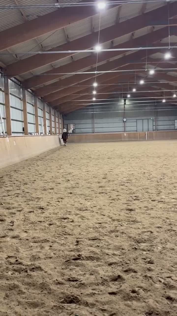 Allround hästar till salu: Trevlig SWB valack - Video 2