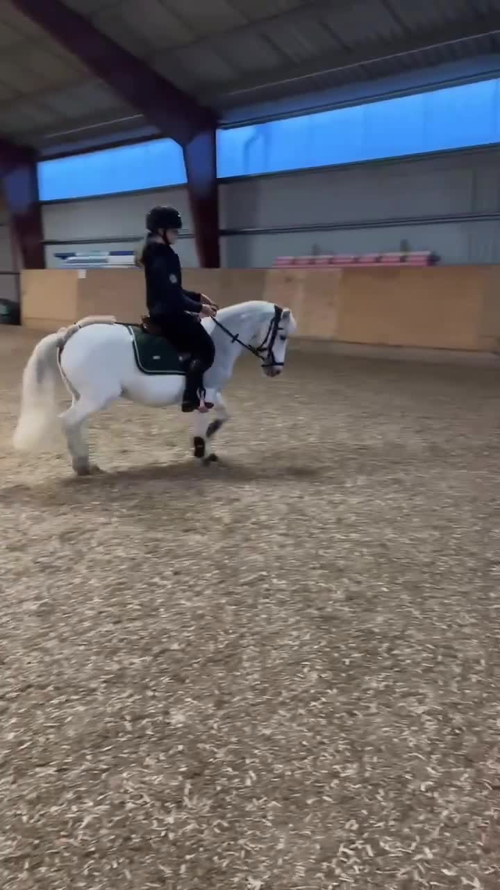 Allround hästar till salu: Vår underbar Älva letar nu nytt hem🌟 - Video 3