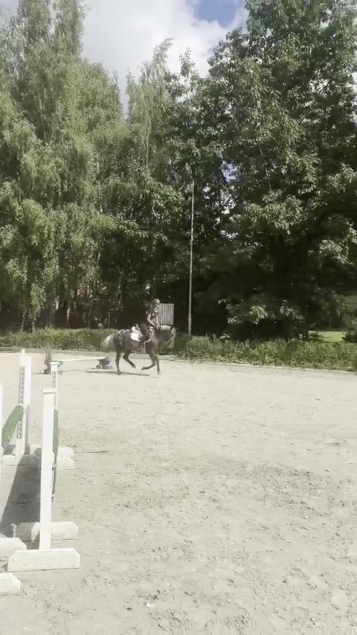 Hoppning hästar till salu: Amazing C-pony  - Video 3
