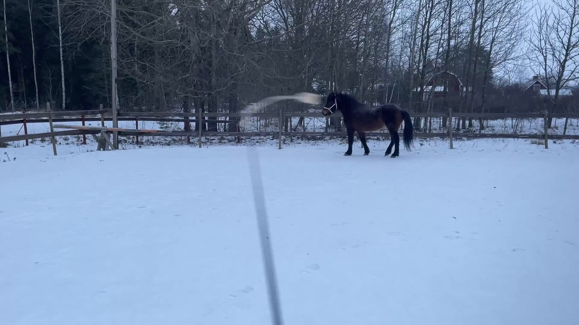 Island hästar till salu: Projekthäst - Video 5