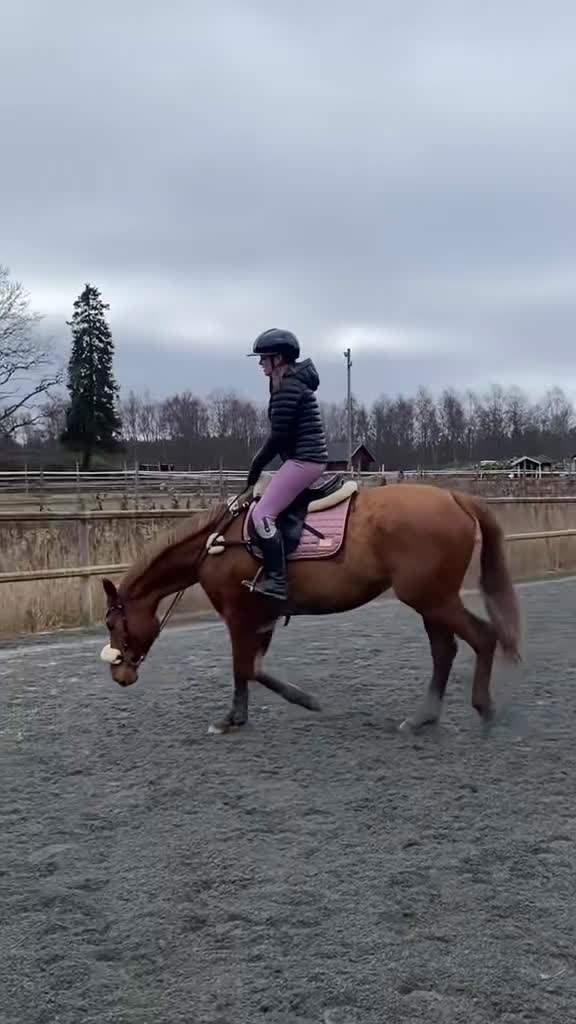 Allround hästar till salu: Drömhäst🧡 i Åkersberga - Video 4