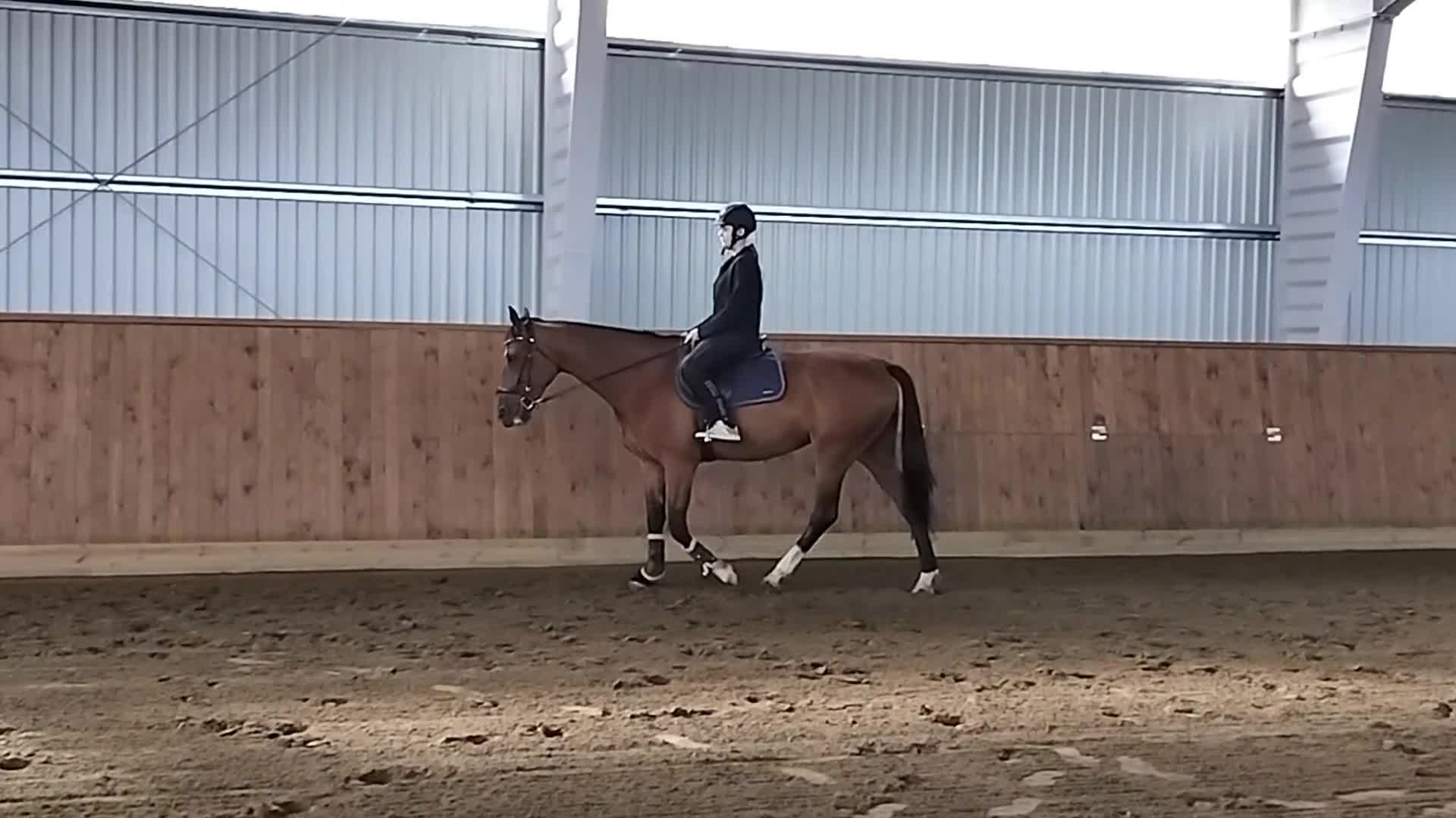 Allround hästar till salu: Perfekt mor & dotter häst 🌟 - Video 1