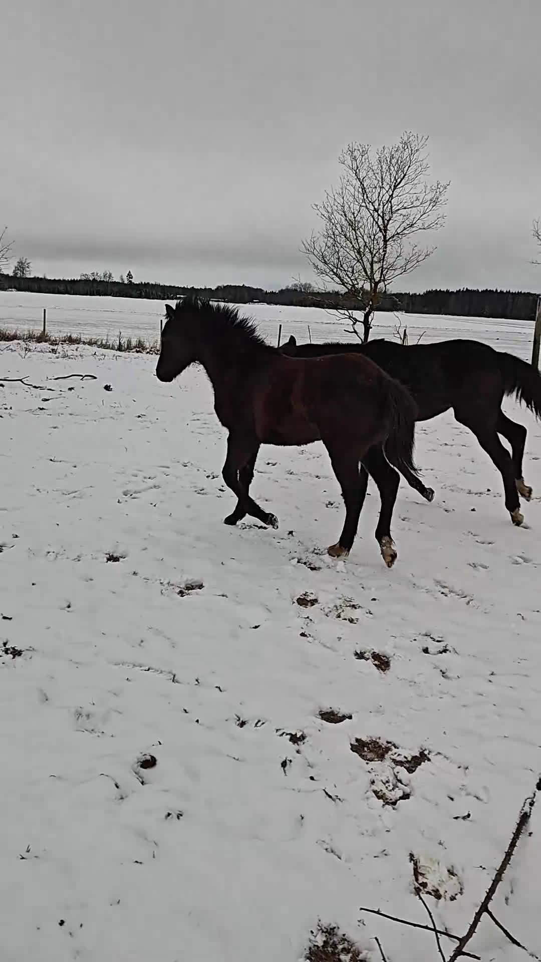 Allround hästar till salu: Socialt hingstföl med dressyr- och hoppstam - Video 1