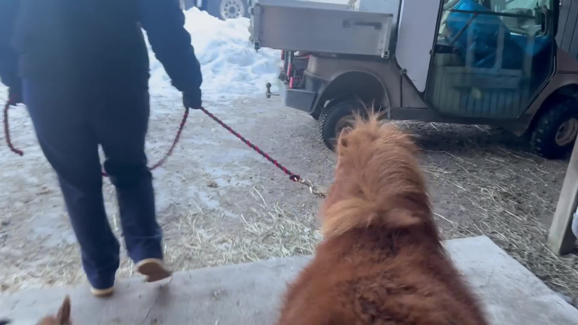 Allround hästar till salu: Sötaste minis tjejen  - Video 1