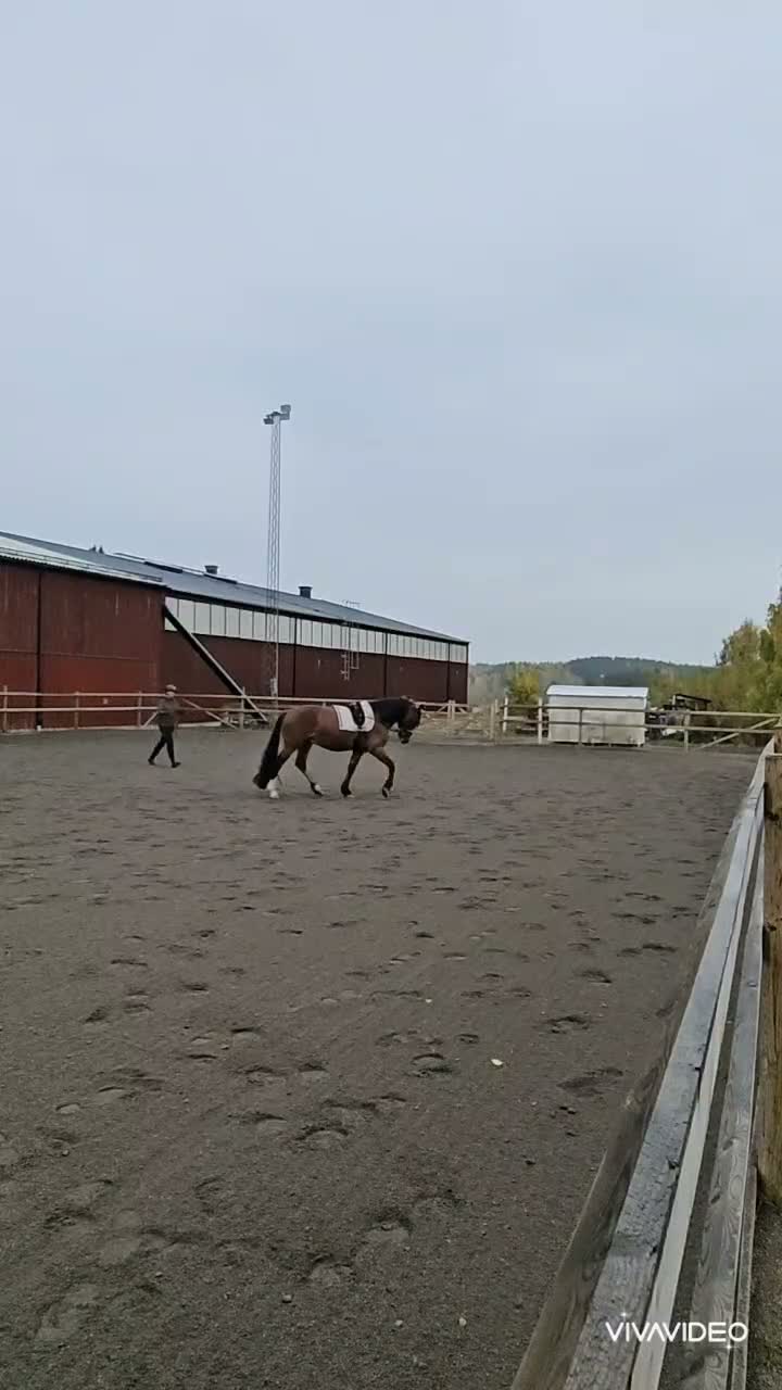 Allround hästar till salu: Drömkille - Video 4