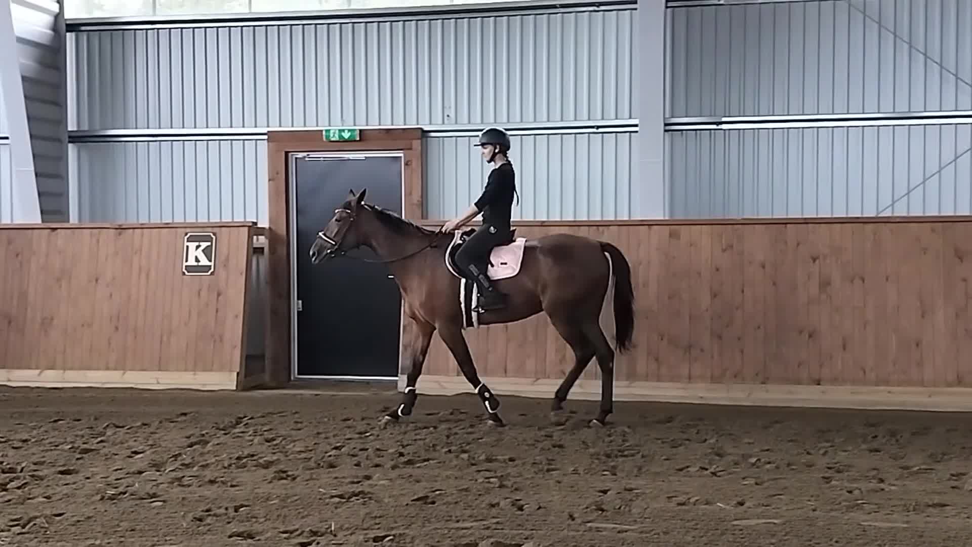 Allround hästar till salu: Hobbyhäst med potential 🌟 - Video 1