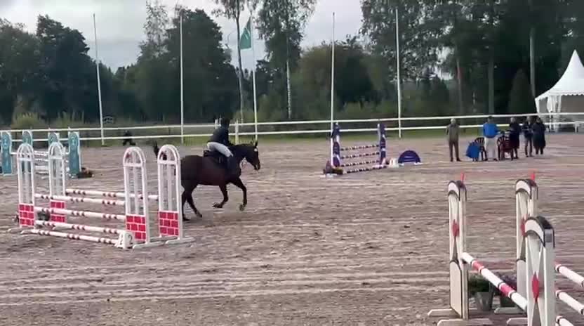 Hoppning hästar till salu: Stor sto för avel - Video 2