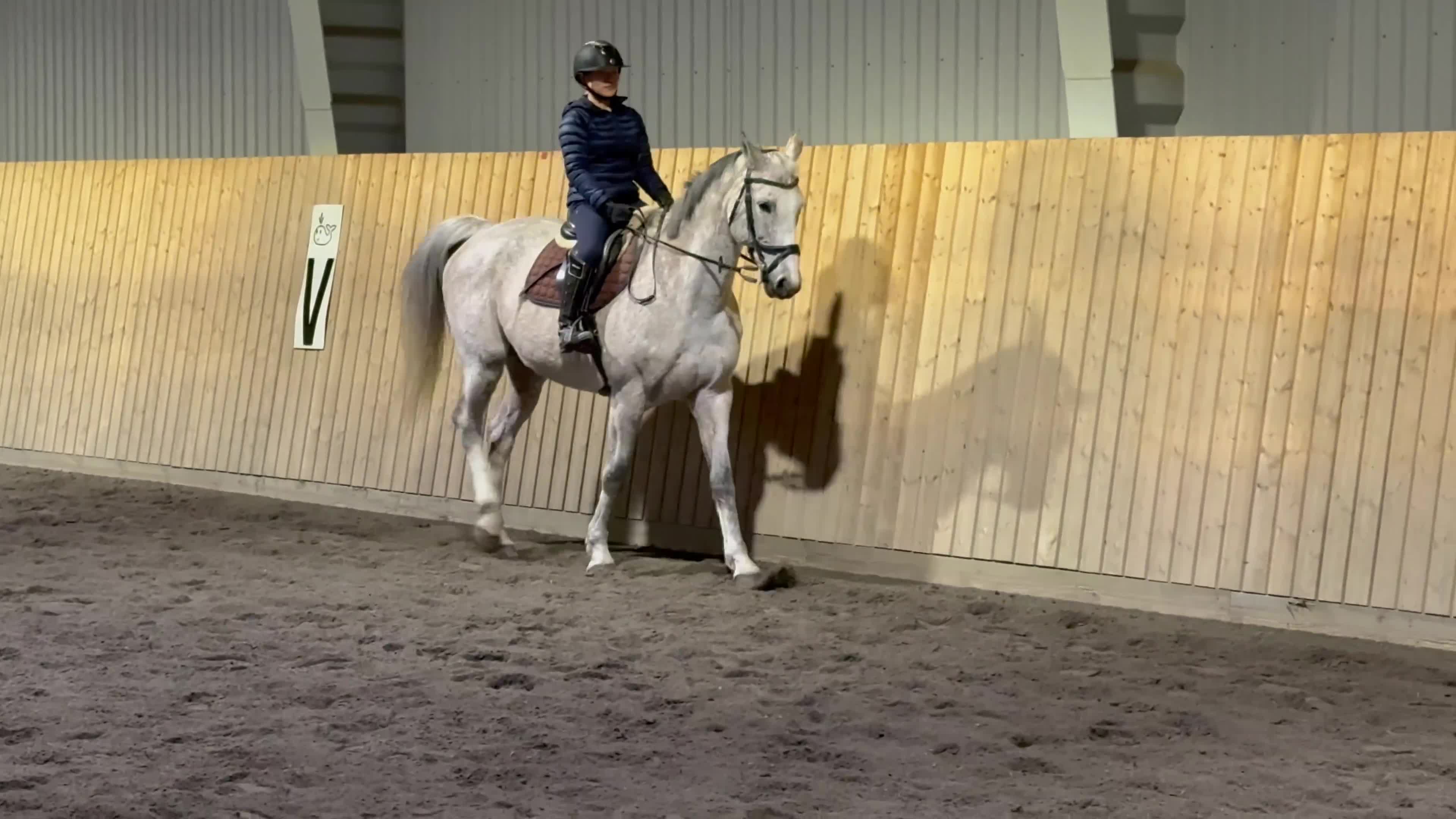 Avelshästar hästar till salu: Äldre läromästare 🌟 - Video 3