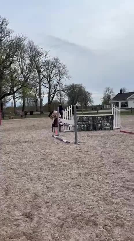 Hoppning hästar till salu: Lovande hopphäst (e. Nintender) - Video 5