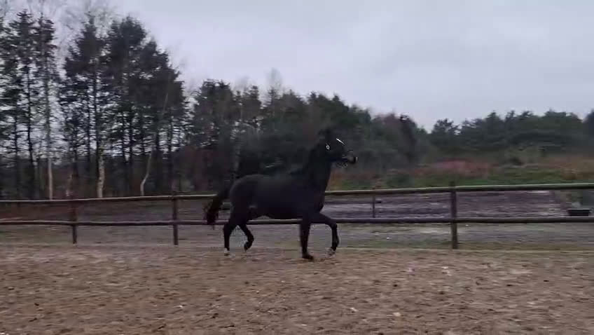 Dressyr hästar till salu: Dressuremne  i Klippan - Video 2