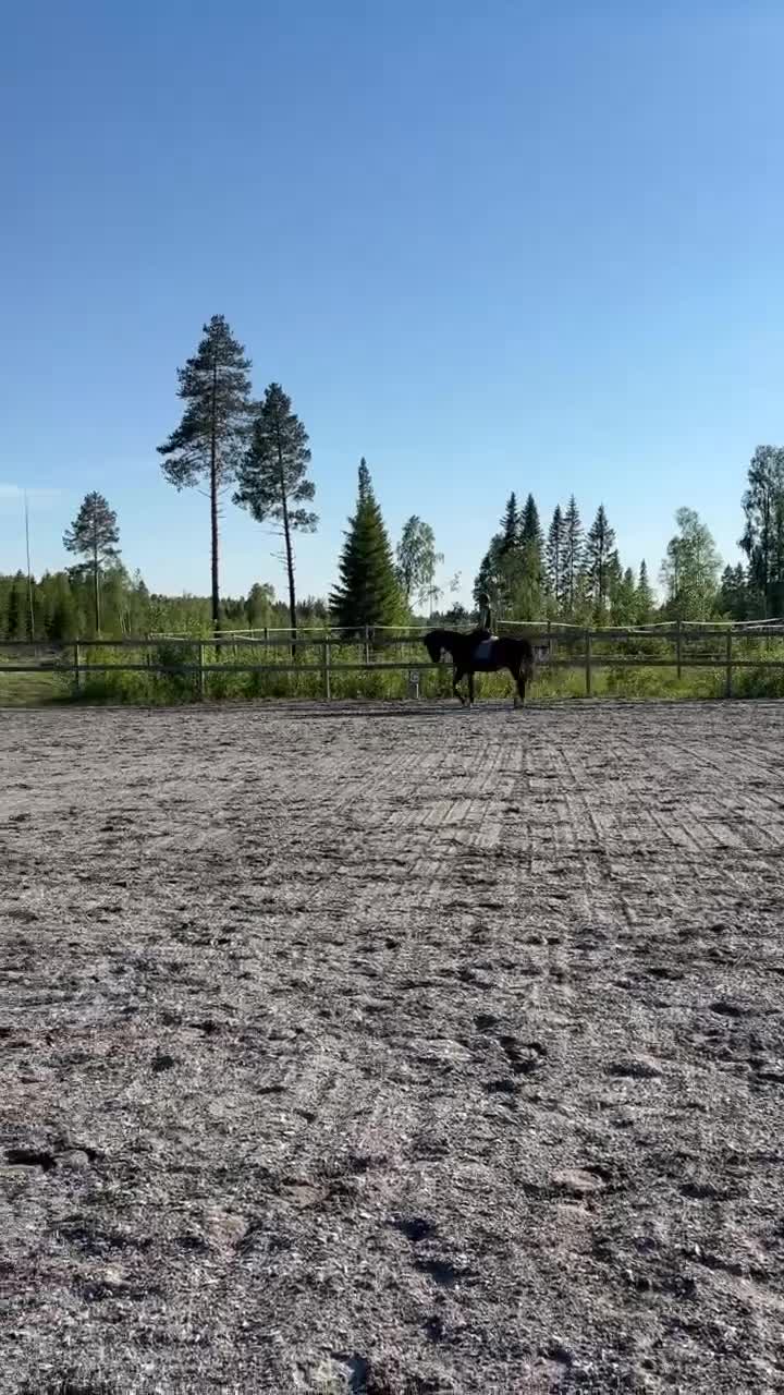 Allround hästar till salu: Trevlig fullblodsvalack, inkörd - Video 3