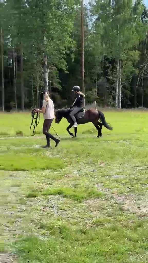 Allround hästar till salu: Pigg och glad B-ponny valack till salu  - Video 3