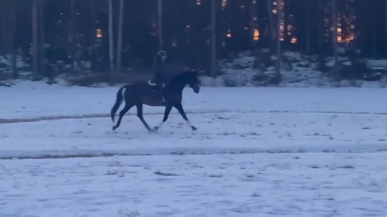Dressyr hästar till salu: Mkt vackert swb sto  i Kungsör - Video 3