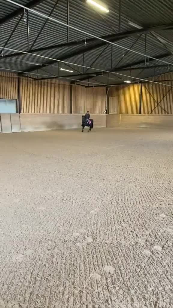 Allround hästar till salu: Vackert svart new forest sto - Video 1