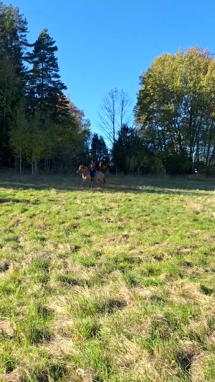 Island hästar till salu: Lugn och orädd 5-åring - Video 2