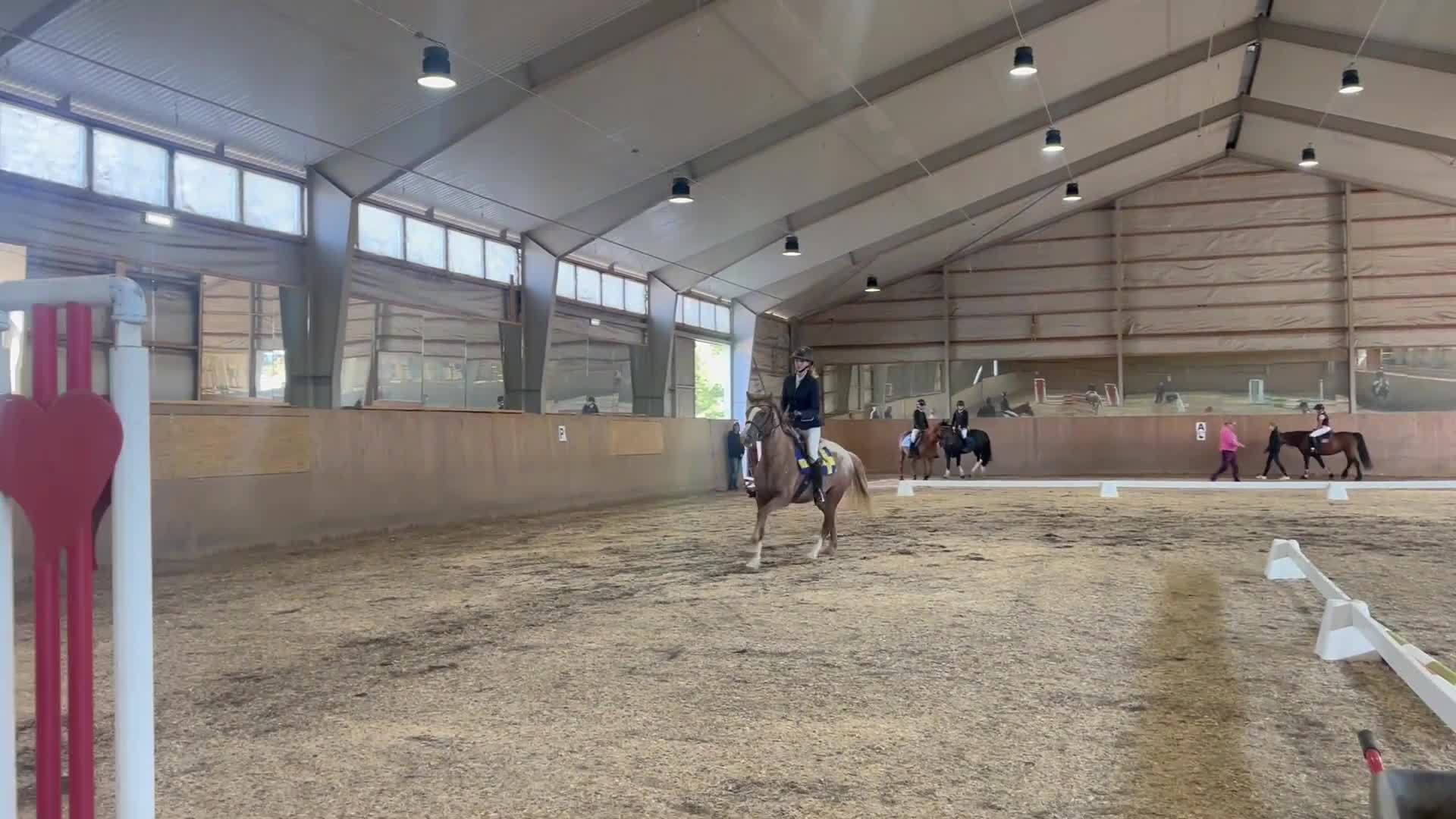 Hoppning hästar till salu: Lovande blivande rosettplockare  - Video 5