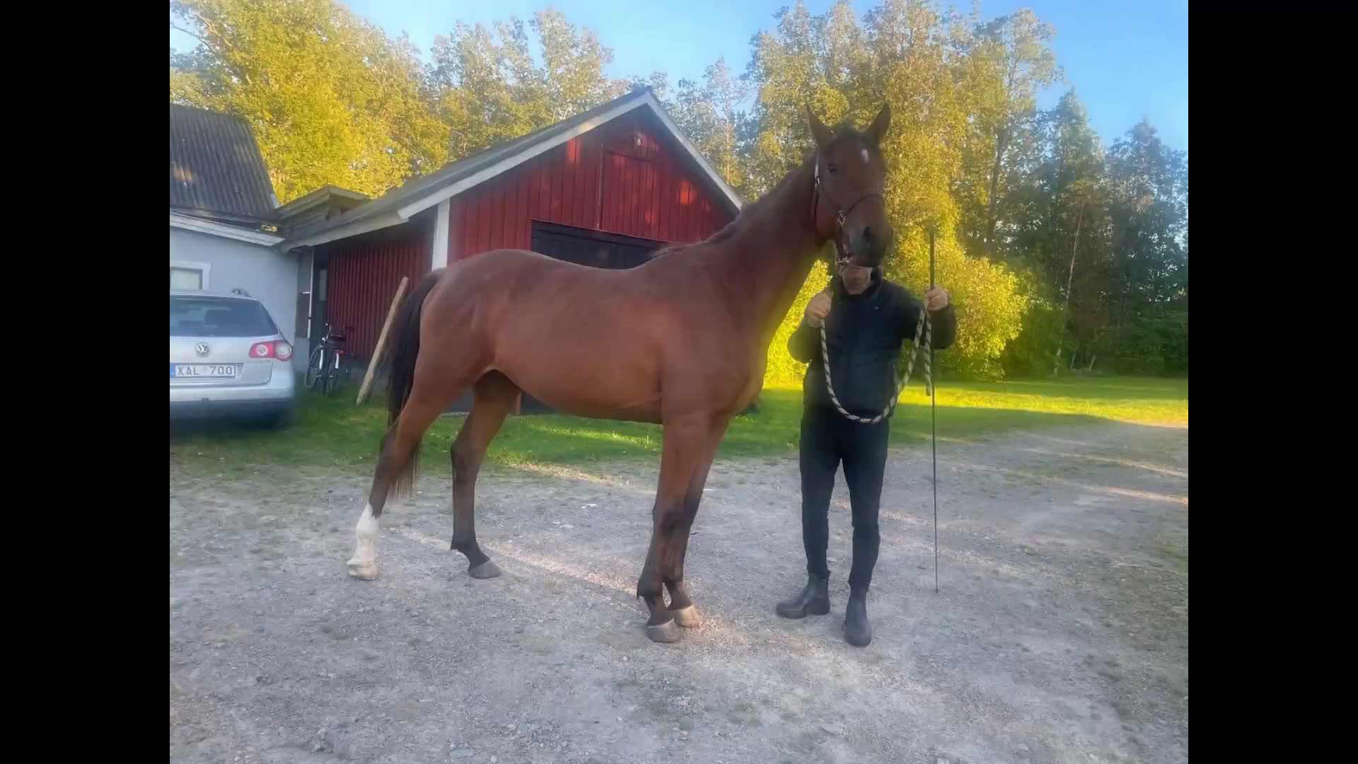 Hoppning hästar till salu: Lovande 2-åringar i Ljungby - Video 2
