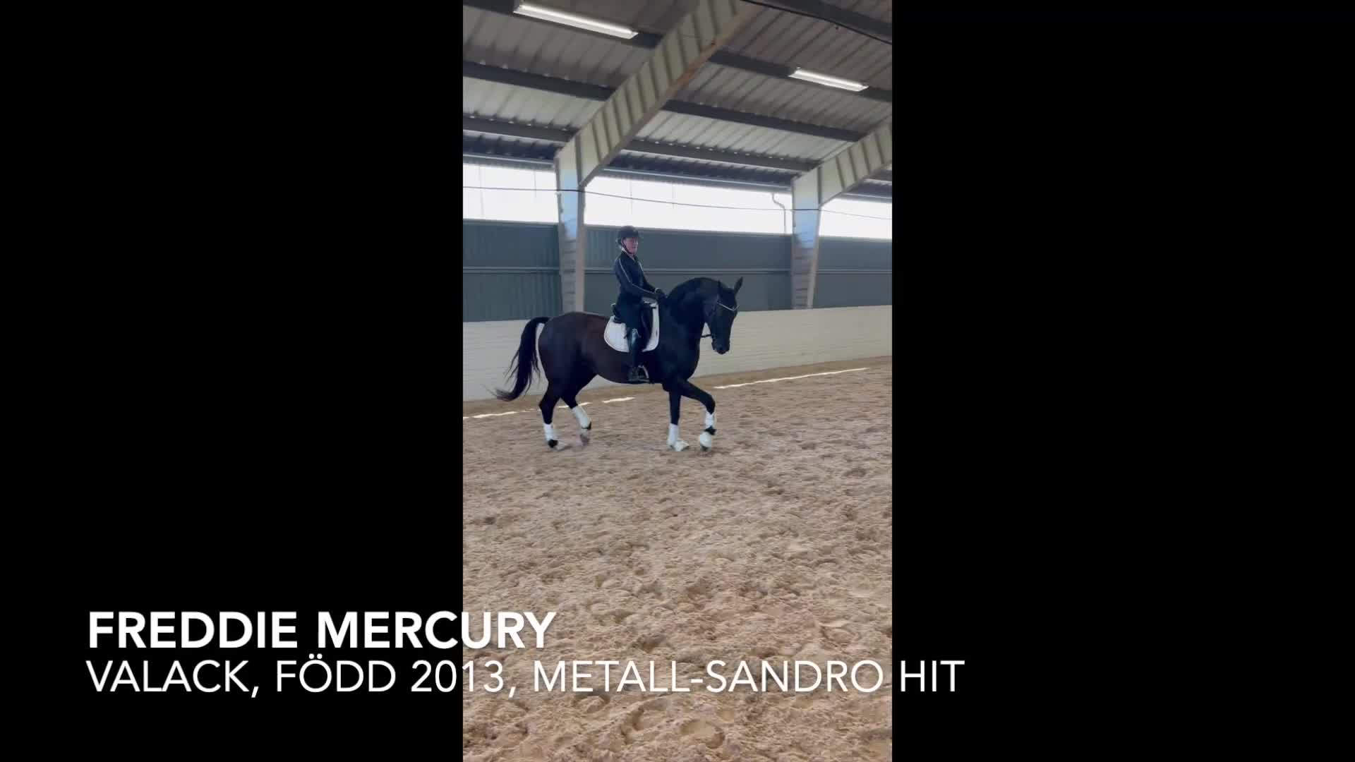 Dressyr hästar till salu: Freddie Mercury  - Video 1