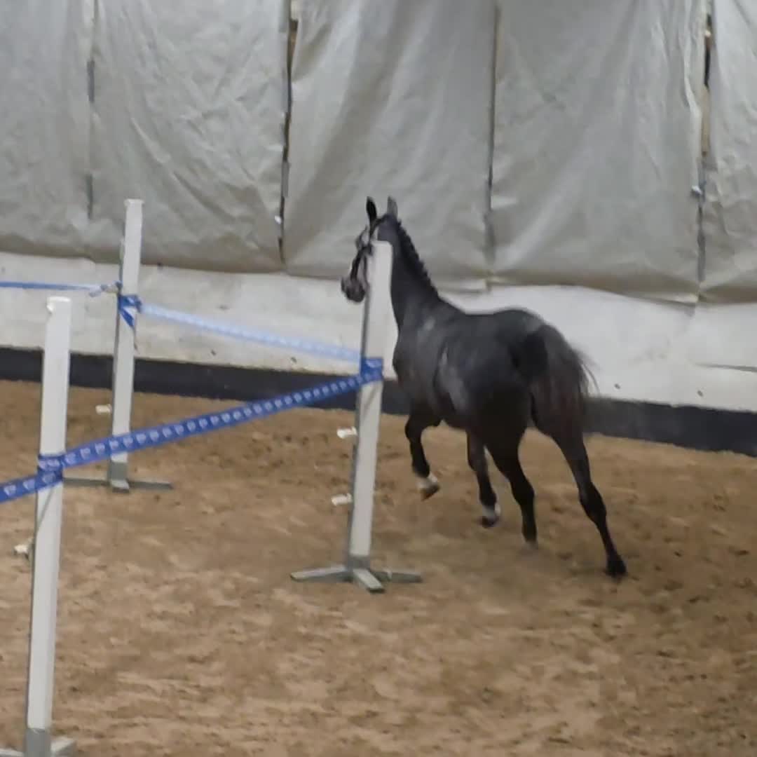 Hoppning hästar till salu: Otroligt snygg valack med stor kapacitet! - Video 1