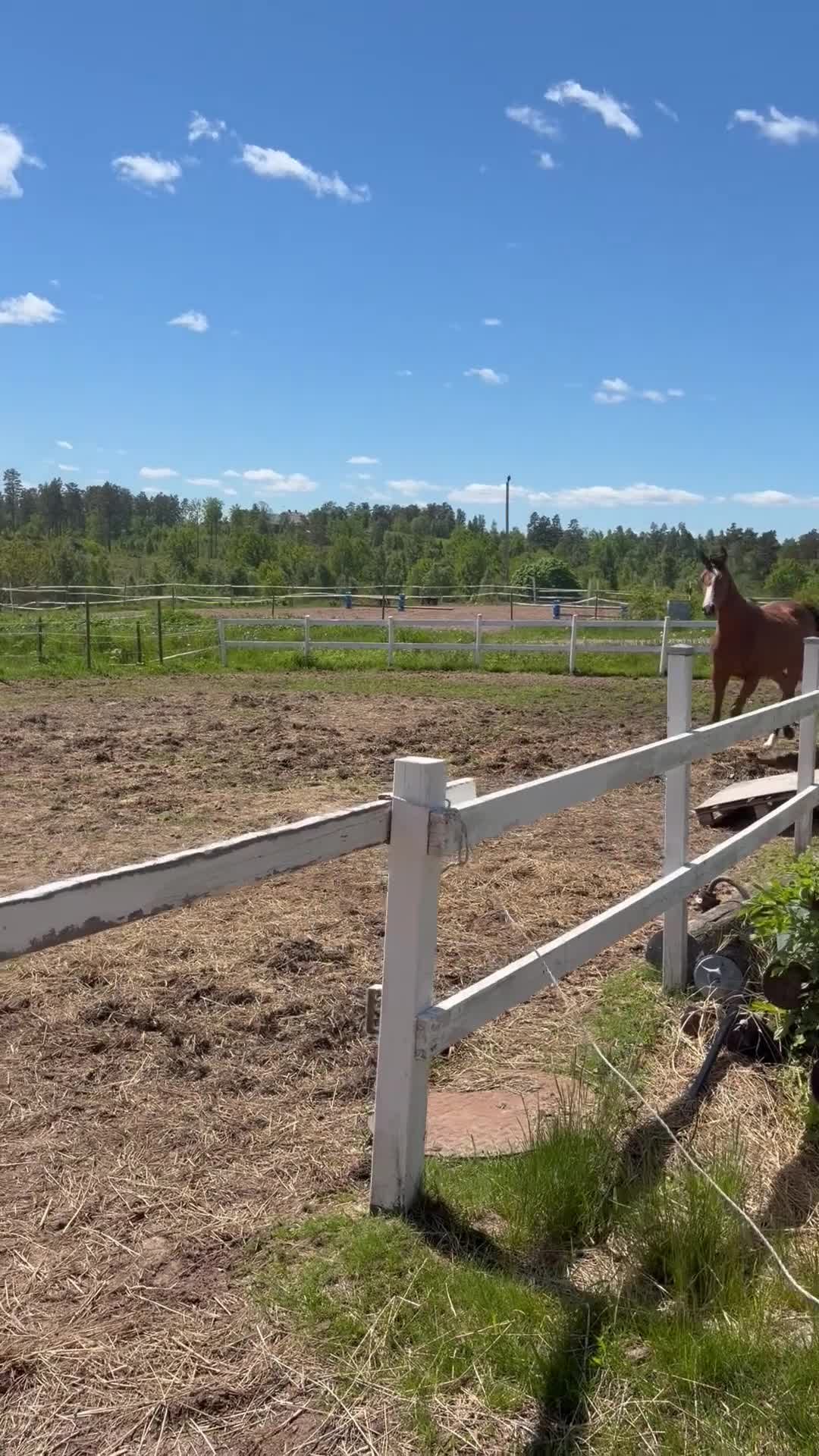 Avelshästar hästar till salu: Den rara lilla hästen med det stora hjärtat  - Video 2