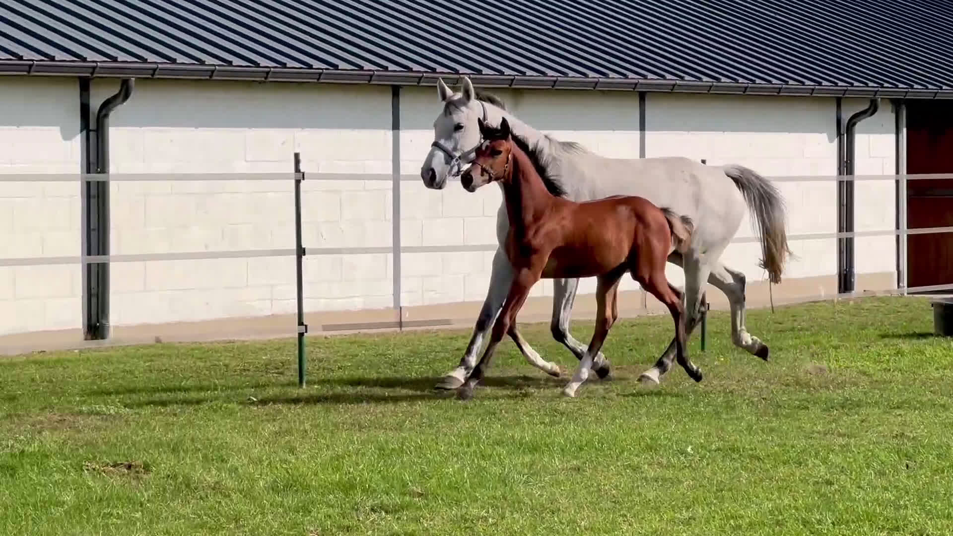 Hoppning hästar till salu: Stoföl Emerald x Kannan x Cardento i Halmstad - Video 1