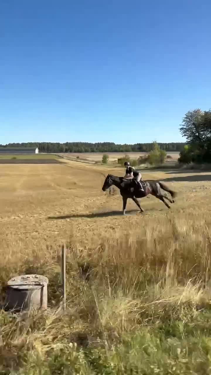 Allround hästar till salu: Vackert sto!  - Video 2