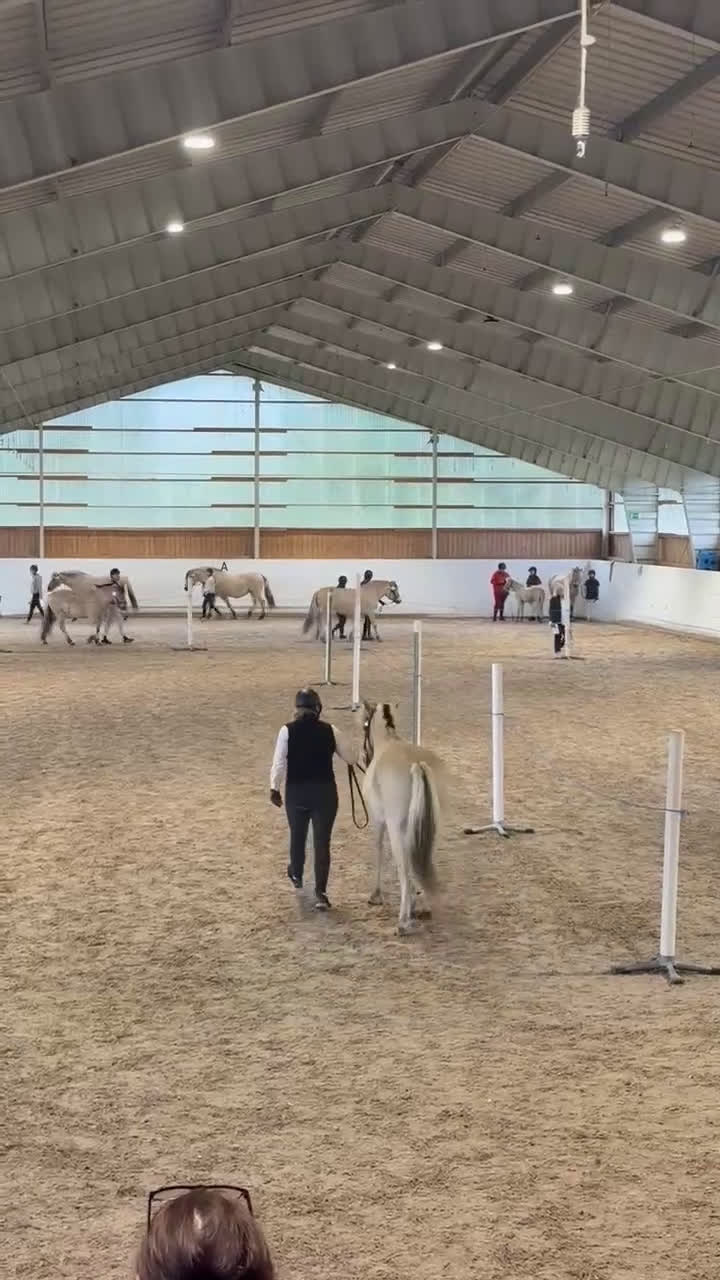 Allround hästar till salu: Underbar 3 års valack  i Finspång - Video 2